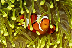 cute clownfish in a unique anemone by Doris Vierkoetter 